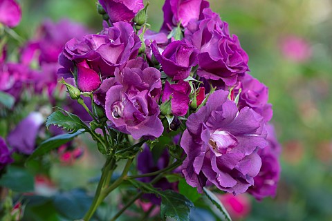 CLAUS_DALBY_GARDEN_DENMARK_PINK_PURPLE_DEEP_RED_FLOWER_OF_ROSE__ROSA_BURGUNDY_ICE_ROSES_SCENT_SCENTE