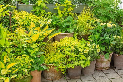 CLAUS_DALBY_GARDEN_DENMARK_YELLOW_BORDER_MADE_WITH_TERRACOTTA_CONTAINERS_PLANYTED_WITH_LUPINS_HOSTAS