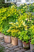 CLAUS DALBY GARDEN, DENMARK: YELLOW BORDER MADE WITH TERRACOTTA CONTAINERS PLANYTED WITH LUPINS, HOSTAS, YELLOW FOLIAGE, LEAVES, PATIO, TERRACE, SUMMER