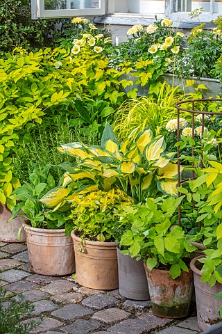 CLAUS_DALBY_GARDEN_DENMARK_YELLOW_BORDER_MADE_WITH_TERRACOTTA_CONTAINERS_PLANYTED_WITH_LUPINS_HOSTAS