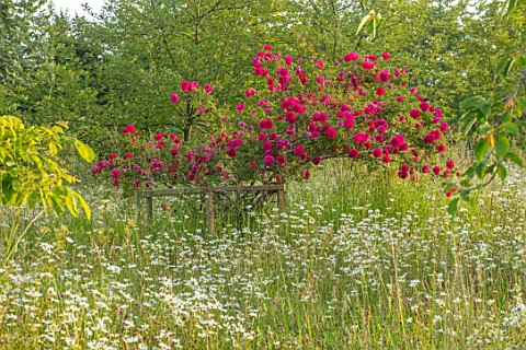 ROCKCLIFFE_GARDEN_GLOUCESTERSHIRE_WILDFLOWER_MEADOW_WITH_OXE_EYE_DAISIES_LEUCANTHEMUM_VULGARE_RED_RO