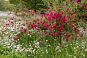 ROCKCLIFFE GARDEN, GLOUCESTERSHIRE: WILDFLOWER MEADOW WITH OXE EYE DAISIES, LEUCANTHEMUM VULGARE, RED ROSE, ROSA CERISE BOUQUET, SORBARIUM, SHRUB, SCENTED, FRAGRANT