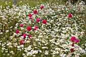 ROCKCLIFFE GARDEN, GLOUCESTERSHIRE: WILDFLOWER MEADOW WITH OXE EYE DAISIES, LEUCANTHEMUM VULGARE, RED ROSE, ROSA CERISE BOUQUET, SORBARIUM, SHRUB, SCENTED, FRAGRANT