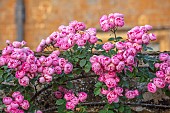 ADMINGTON HALL. WARWICKSHIRE: PINK FLOWERS OF ROSE, ROSA RAUBRITTER, WALLS, CLIMBERS, CLIMBING