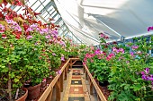 ADMINGTON HALL. WARWICKSHIRE: THE GREENHOUSE PACKED WITH GERANIUMS AND PELARGONIUMS IN POTS, CONTAINERS, SUMMER