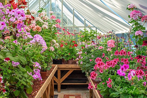 ADMINGTON_HALL_WARWICKSHIRE_THE_GREENHOUSE_PACKED_WITH_GERANIUMS_AND_PELARGONIUMS_IN_POTS_CONTAINERS