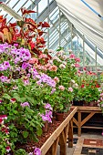 ADMINGTON HALL. WARWICKSHIRE: THE GREENHOUSE PACKED WITH GERANIUMS AND PELARGONIUMS IN POTS, CONTAINERS, SUMMER
