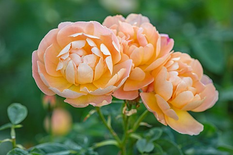 ADMINGTON_HALL_WARWICKSHIRE_APRICOT_FLOWERS_BLOOMS_OF_ROSES_ROSA_THE_LARK_ASCENDING_SHRUBS_SCENTED_F
