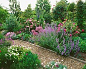 NEPETA  ALLIUMS  ROSES AND PINKS ALONG THE GRAVEL PATH AT THE ANCHORAGE  KENT.