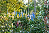 MORTON HALL, WORCESTERSHIRE: BORDER WITH ROSES, ROSA WHITE SKYLINER, ROSA SWEET JULIETTE, ROSA EGLANTYNE, DELPHINIUM CUPID, JULY, BORDERS, ENGLISH, COUNTRY, GARDENS