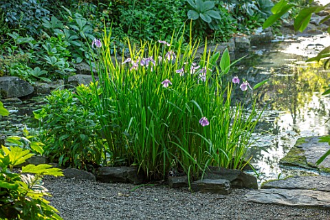 MORTON_HALL_WORCESTERSHIRE_THE_STROLL_GARDEN_IN_JULY_IRIS_ENSATA_ROSE_QUEEN_WATER_POOL_POND