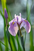 MORTON HALL, WORCESTERSHIRE: THE STROLL GARDEN IN JULY, CLOSE UP PORTRAIT OF IRIS ENSATA ROSE QUEEN. WATER, POOL, POND, PERENNIALS