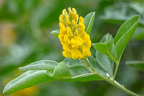 WINSON_MANOR_GLOUCESTERSHIRE_CLOSE_UP_OF_YELLOW_FLOWERS_OF_CYTISUS_BATTANDIERI_PINEAPPLE_MOROCCAN_BR
