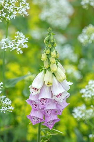 ROCKCLIFFE_GARDEN_GLOUCESTERSHIRE_CLOSE_UP_OF_PINK_AND_WHITE_CREAM_FLOWERS_OF_FOXGLOVES_BLOOMS_SUMME
