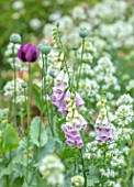 ROCKCLIFFE GARDEN, GLOUCESTERSHIRE: CLOSE UP OF PINK AND WHITE, CREAM FLOWERS OF FOXGLOVES AND POPPIES. BLOOMS, SUMMER