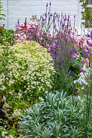 THATCH_COTTAGE_CROWLE_WORCESTERSHIRE_BORDER_BY_THE_HOUSE_WITH_FEVERFEW_TANECETUM_PARTHENIUM