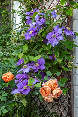 THATCH_COTTAGE_CROWLE_WORCESTERSHIRE_CLEMATIS_THE_PRESIDENT_AND_ROSE__ROSA_LADY_OF_SHALLOT_CLIMBERS_