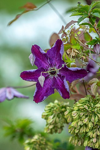 THATCH_COTTAGE_WORCESTERSHIRE_CLOSE_UP_PORTRIAT_OF_PURPLE_FLOWERS_OF_CLEMATIS_NIGHT_VEIL_SHRUBS_CLIM