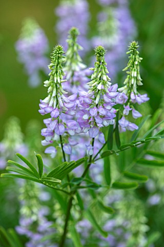 THATCH_COTTAGE_CROWLE_WORCESTERSHIRE_CLOSE_UP_OF_BLUE_FLOWERS_OF_GALEGA_OFFICINALIS_PERENNIALS