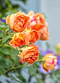 THATCH COTTAGE, CROWLE, WORCESTERSHIRE: ORANGE FLOWERS OF ROSE - ROSA LADY OF SHALLOT, ENGLISH SHRUB ROSE