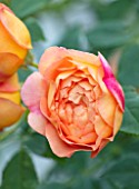 THATCH COTTAGE, CROWLE, WORCESTERSHIRE: ORANGE FLOWERS OF ROSE - ROSA LADY OF SHALLOT, ENGLISH SHRUB ROSE