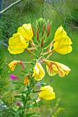 THATCH COTTAGE, CROWLE, WORCESTERSHIRE: CLOSE UP PORTRAIT OF YELLOW FLOWERS OF EVENING PRIMROSE - OENOTHERA MACROCARPA, DECIDUOUS, PERENNIALS