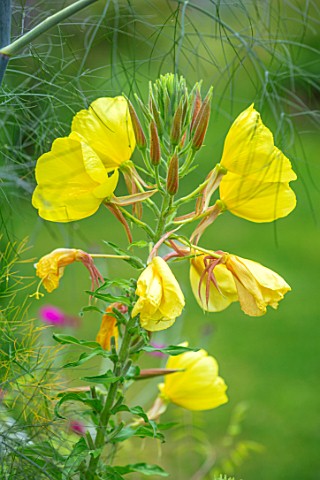 THATCH_COTTAGE_CROWLE_WORCESTERSHIRE_CLOSE_UP_PORTRAIT_OF_YELLOW_FLOWERS_OF_EVENING_PRIMROSE__OENOTH