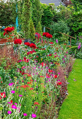WATERDALE_GARDEN_WOLVERHAMPTON_WEST_MIDLANDS_RED_BORDER_BESIDE_LAWN_WITH_RED_ROSES_LYCHNIS_CORONARIA