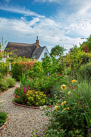 BATTS_COTTAGE_OXFORDSHIRE_GRAVEL_PATH_ISLAND_BED_ROSA_ABSOLUTELY_FABULOUS_MISCANTHUS_MORNING_LIGHT_P