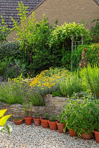 BATTS_COTTAGE_OXFORDSHIRE_GRAVEL_TERRACE_RAISED_BEDS_HERBS_LAVENDER_HEDGES_HEDGING_OF_PHOTINIA_RED_R
