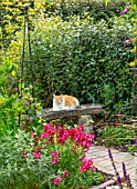 BATTS COTTAGE, OXFORDSHIRE: CAT ON BENCH, BORDERS, PETS, ANIMALS, SEAT, SEATING, PENSTEMON PHOENIX RED