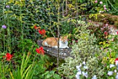 BATTS COTTAGE, OXFORDSHIRE: CAT ON BENCH, BORDERS, PETS, ANIMALS, SEAT, SEATING, CROCOSMIA LUCIFER