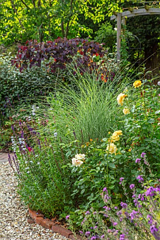 BATTS_COTTAGE_OXFORDSHIRE_GRAVEL_PATH_ISLAND_BEDS_ROSA_ABSOLUTELY_FABULOUS_MISCANTHUS_MORNING_LIGHT_