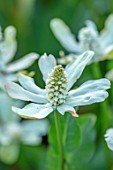THE NEWT IN SOMERSET: PLANT PORTRAIT OF WHITE FLOWERS OF ANEMOPSIS CALIFORNICA APACHE BEADS, PETALS, PERENNIALS, AQUATICS