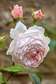 ADAMS POOL, GLOUCESTERSHIRE:PINK FLOWERS OF ROSE ON WALL