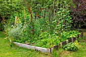 THATCH COTTAGE, WORCESTERSHIRE: SMALL POTAGER, VEGETABLE GARDEN, RAISED BEDS, SWEET PEAS, RUNNER BEANS, EDIBLES