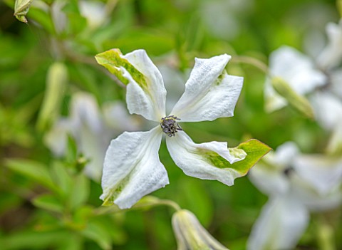 THATCH_COTTAGE_CROWLE_WORCESTERSHIRE_CLOSE_UP_PORTRAIT_OF_WHITE_YELLOW_FLOWERS_OF_CLEMATIS_ALBA_LUXU