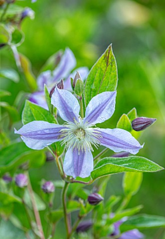THATCH_COTTAGE_WORCESTERSHIRE_CLOSE_UP_PORTRIAT_OF_PALE_BLUE_FLOWERS_OF_CLEMATIS