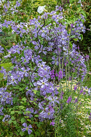 THATCH_COTTAGE_WORCESTERSHIRE_CLOSE_UP_PORTRIAT_OF_PALE_BLUE_FLOWERS_OF_CLEMATIS