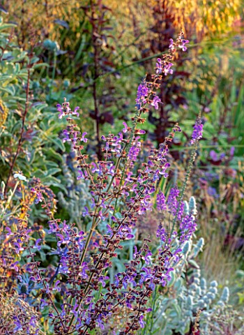 WATERDALE_WEST_MIDLANDS_CLOSE_UP_PORTRAIT_OF_MEADOW_CLARY_SAGE_SALVIA_PRATENSIS_BLUE_PURPLE_SPIRES_F