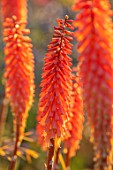WATERDALE, WEST MIDLANDS: CLOSE UP PORTRAIT OF ORANGE FLOWERS OF KNIPHOFIA MANGO POPSICLE, PERENNIALS, FLOWERING, SPIKES