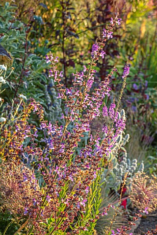 WATERDALE_WEST_MIDLANDS_CLOSE_UP_PORTRAIT_OF_MEADOW_CLARY_SAGE_SALVIA_PRATENSIS_BLUE_PURPLE_SPIRES_F
