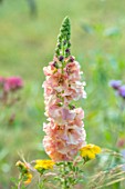 BATTS COTTAGE, OXFORDSHIRE: PLANT PORTRAIT OF PINK FLOWERS OF VERBASCUM PINK PETTICOATS, ORANGE, PEACH, SPIRES, MULLEINS