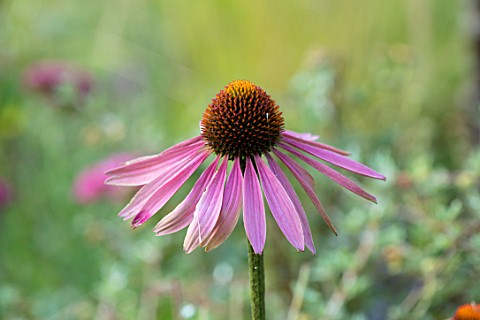 BATTS_COTTAGE_OXFORDSHIRE_PLANT_PORTRAIT_OF_PINK_FLOWERS_OF_ECHINACEA_SUMMER_COCKTAIL_PERENNIALS_SUM