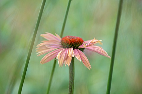 BATTS_COTTAGE_OXFORDSHIRE_PLANT_PORTRAIT_OF_PINK_FLOWERS_OF_ECHINACEA_SUMMER_COCKTAIL_PERENNIALS_SUM