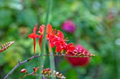 BATTS COTTAGE, OXFORDSHIRE: CLOSE UP PORTRAIT OF RED FLOWERS OF CROCOSMIA LUCIFER, PERENNIALS, BLOOMS, DECIDUOUS