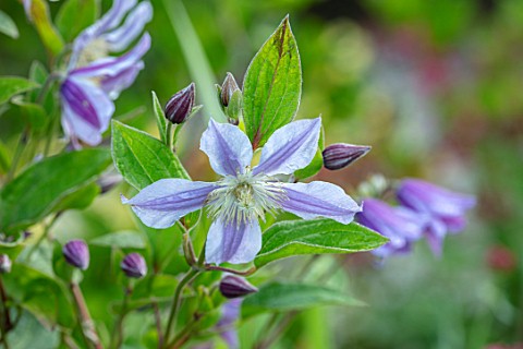BATTS_COTTAGE_OXFORDSHIRE_CLOSE_UP_PORTRAIT_OF_BLUE_PURPLE_FLOWERS_OF_CLEMATIS_ARABELLA_CLIMBERS_CLI