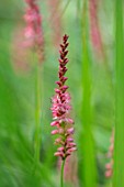 BATTS COTTAGE, OXFORDSHIRE: CLOSE UP PORTRAIT OF RED FLOWERS OF PERSICARIA AMPLEXICAULIS ORANGE FIELD. PERENNIALS, BLOOMS, DECIDUOUS, SPIKES, SPIRES