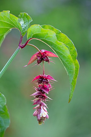 BATTS_COTTAGE_OXFORDSHIRE_CLOSE_UP_PORTRAIT_OF_RED_FLOWERS_OF_LEYCESTERIA_FORMOSA_PERENNIALS_BLOOMS_