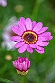 DESIGNER ANGEL COLLINS: CLOSE UP PORTRAIT OF THE PINK FLOWERS OF ARGYRANTHEMUM GRANDAISY PINK HALO. BLOOMS, BLOOMING, PETALS, ANNUALS
